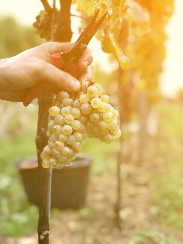 Weingut Bossert Weintrauben mit Hand und Schere im Sonnenlicht