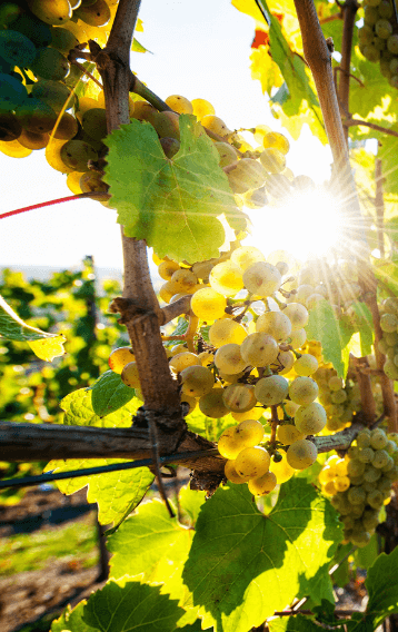 Weingut Axel Bauer zwei lachende Winzer