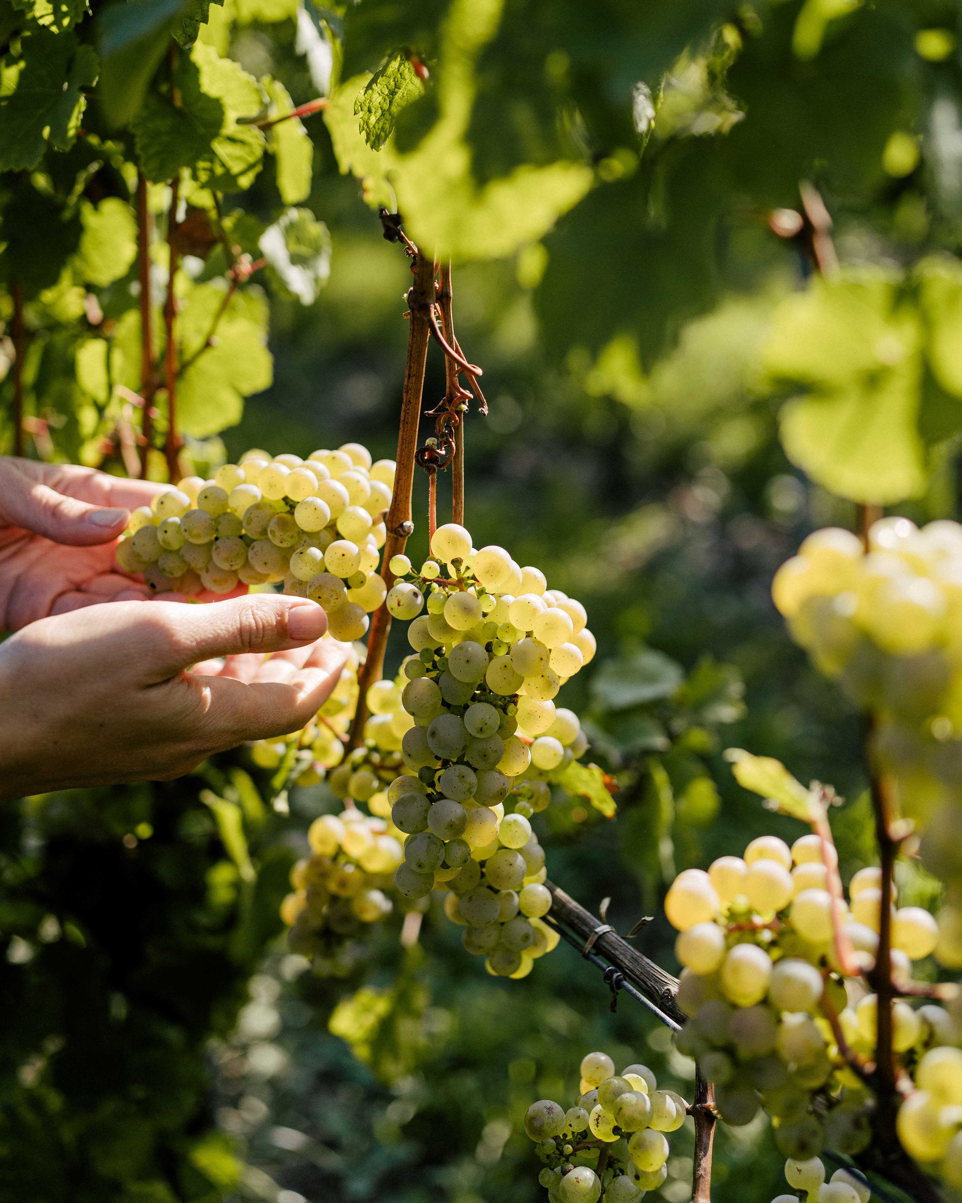 Weingut Johanninger X Weinreich Trauben Hand
