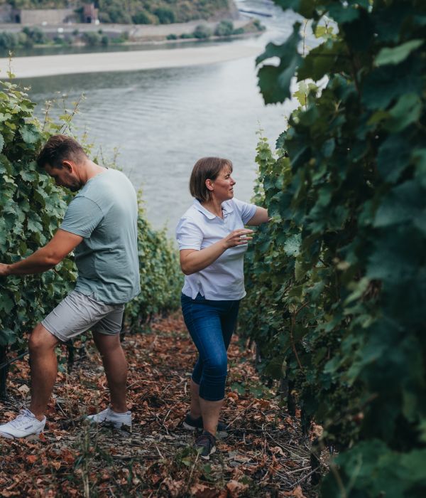 Weingut Goswin Lambrich Wein Ernte