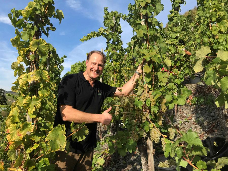 Weingut Langguth - Patrick Langguth im Weinberg