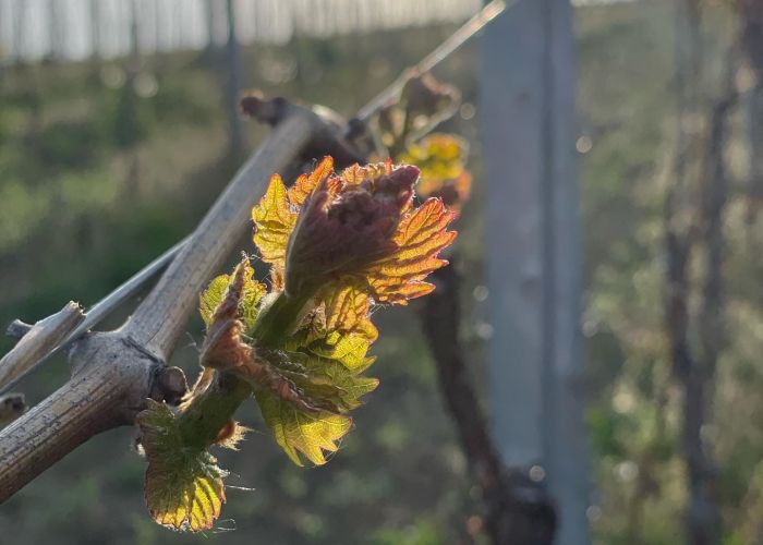 Weingut Axel Bauer Winzer rührt im Weinfass