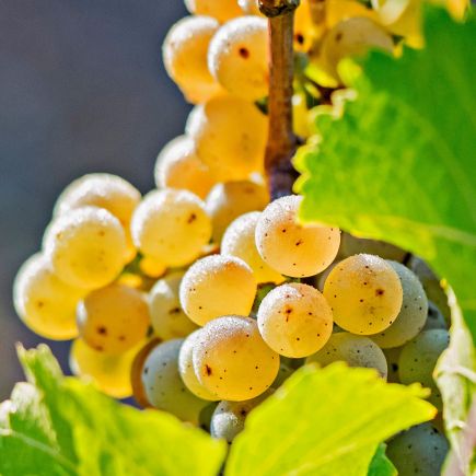 Weingut Axel Bauer Weingläser und Flasche im Abendlicht