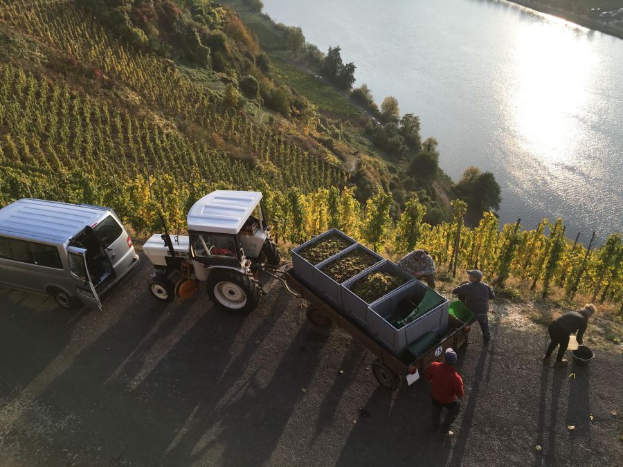 Weingut Langguth