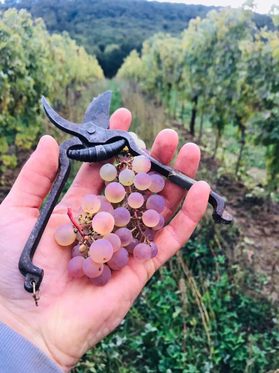 Weingut Weinreuter Ernte mit Kindern