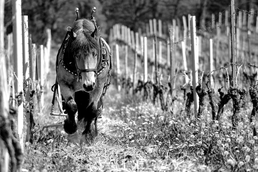 Weingut Gehrig Herr Muller