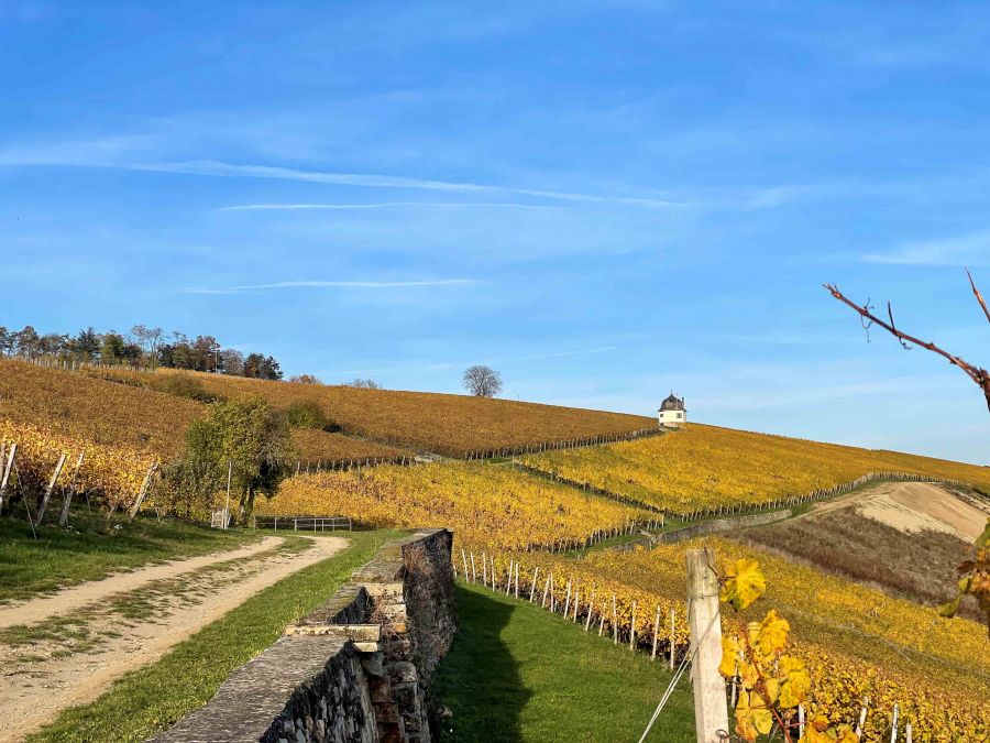 Weingut Eremita Weinberge