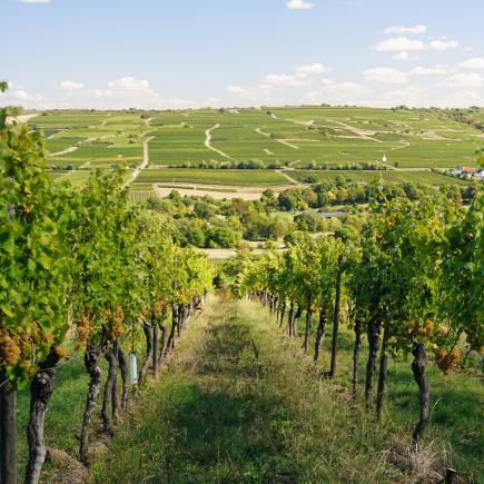 Weingut Axel Bauer Weingläser und Flasche im Abendlicht