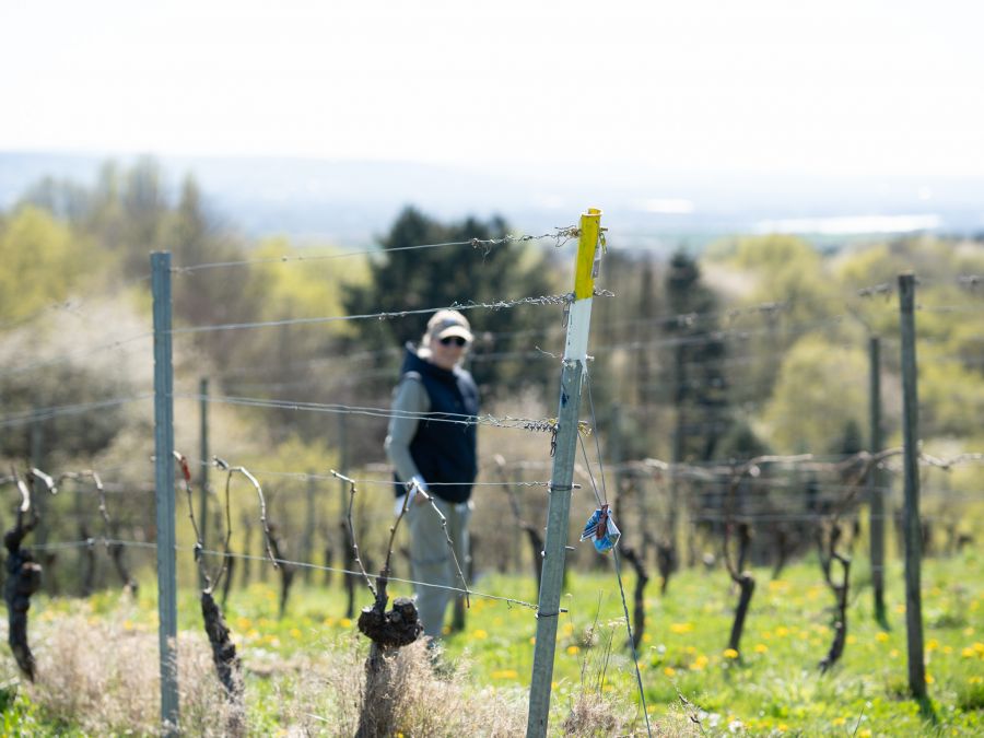 Weingut Eremita Beatrix R. Becker im Weinberg