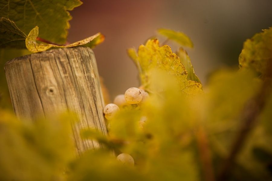 Weingut Flick Trauben und Holz