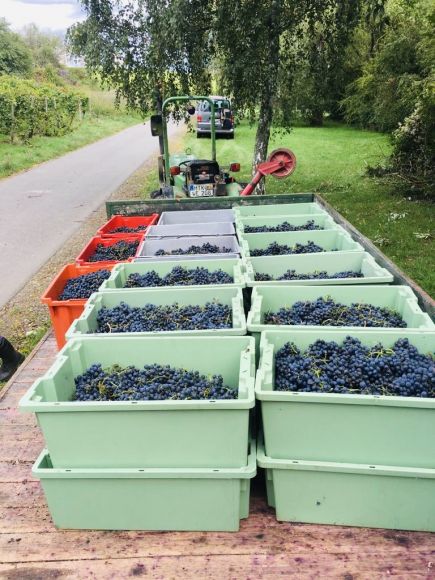 Weingut Axel Bauer Weingläser und Flasche im Abendlicht