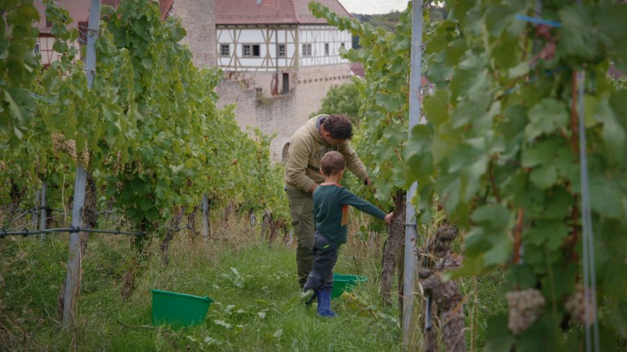 Weingut Weinreuter Ernte