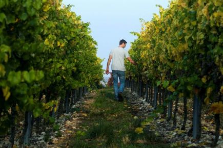 Weingut Lohr Frank Lohr zwischen Weinreben