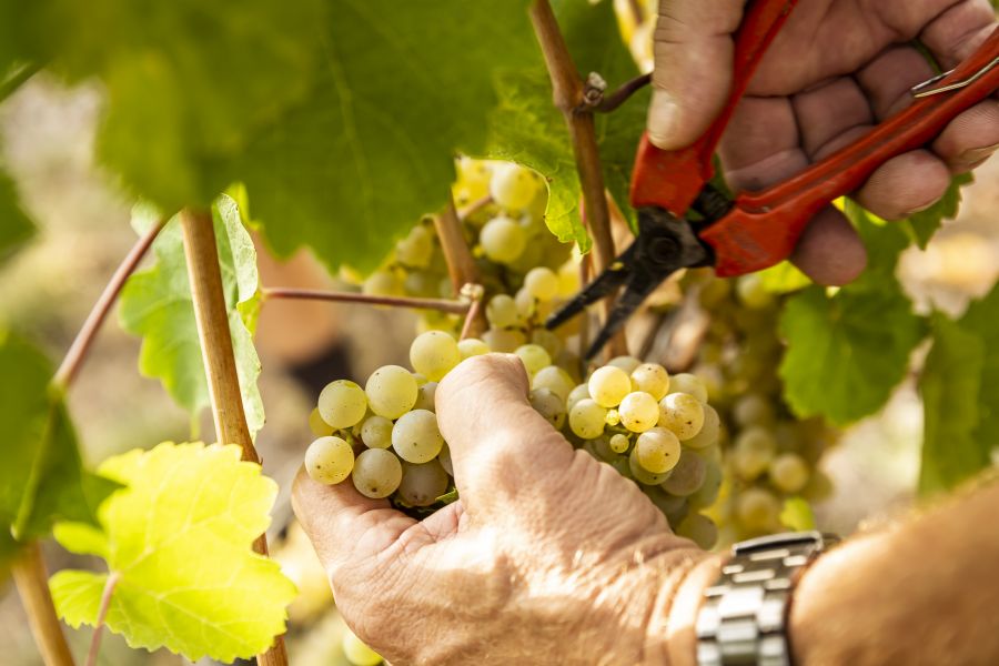Weingut Christine Pröstler Ernte