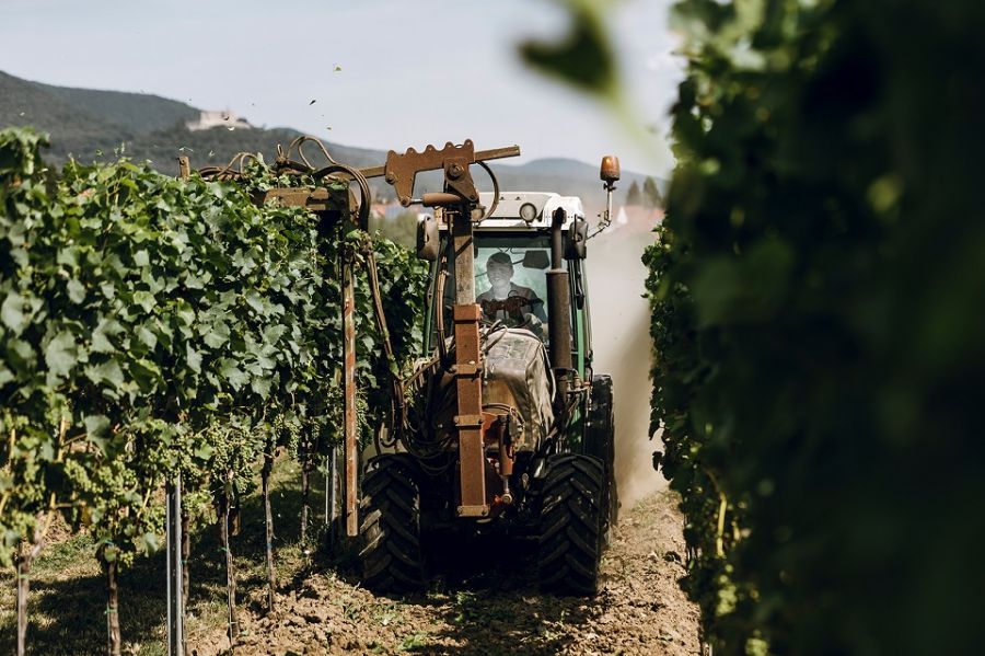 Weingut Faubel Machine zwischen Weinreben
