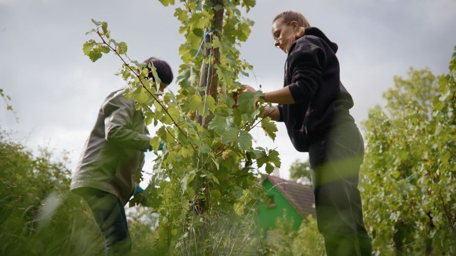 Weingut Weinreuter Ernte mit Kindern